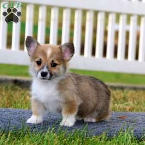 Teresa, Pembroke Welsh Corgi Puppy