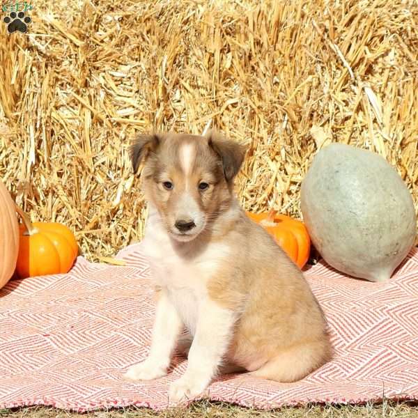 Terry, Sheltie Puppy