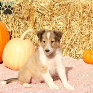 Terry, Sheltie Puppy