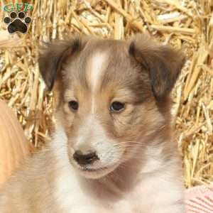 Terry, Sheltie Puppy