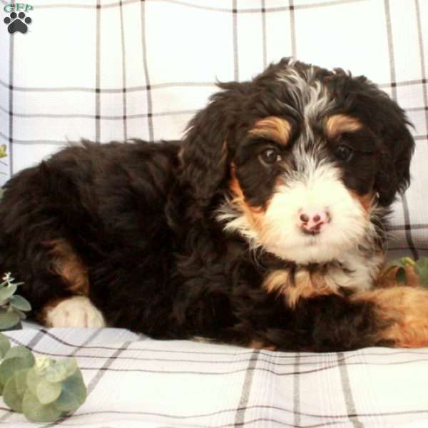 Tessa, Bernedoodle Puppy