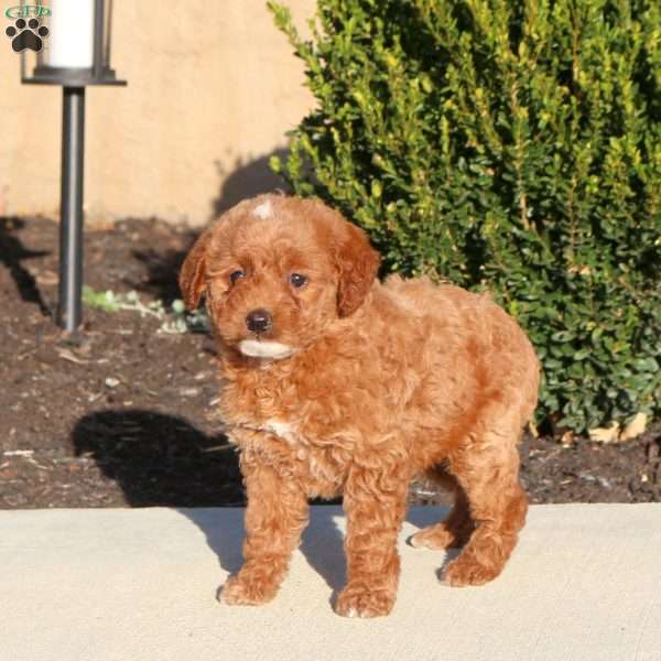 Tessa, Mini Labradoodle Puppy