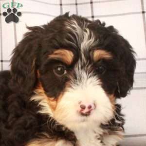 Tessa, Bernedoodle Puppy