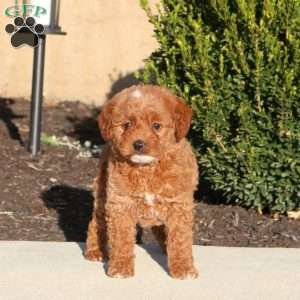 Tessa, Mini Labradoodle Puppy