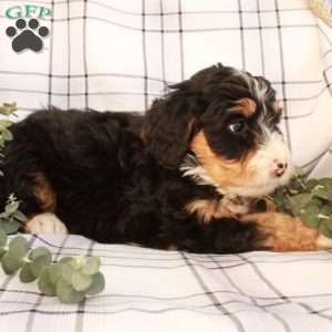 Tessa, Bernedoodle Puppy