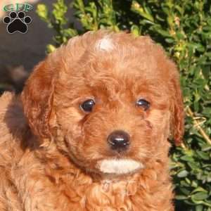 Tessa, Mini Labradoodle Puppy