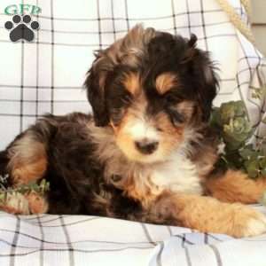 Thea, Bernedoodle Puppy