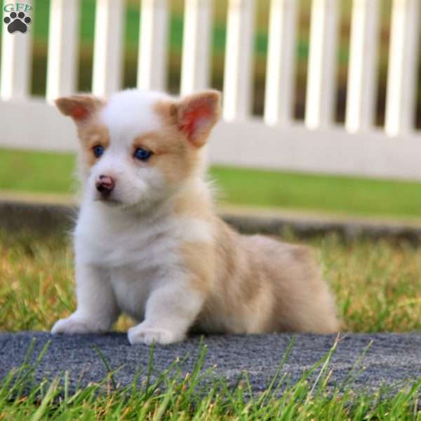 Thea, Pembroke Welsh Corgi Puppy