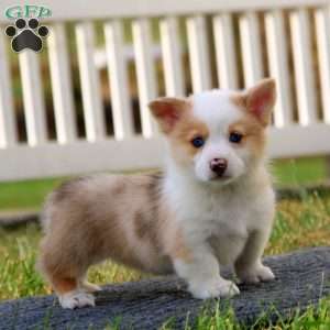 Thea, Pembroke Welsh Corgi Puppy