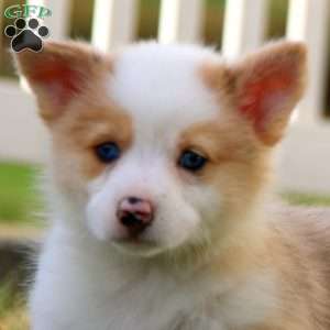 Thea, Pembroke Welsh Corgi Puppy