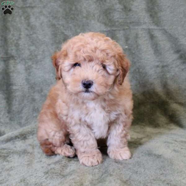 Theo, Mini Goldendoodle Puppy