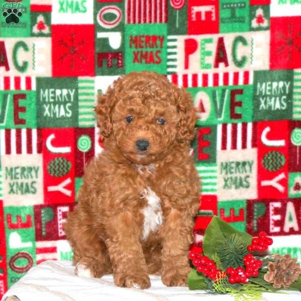 Thomas, Maltipoo Puppy