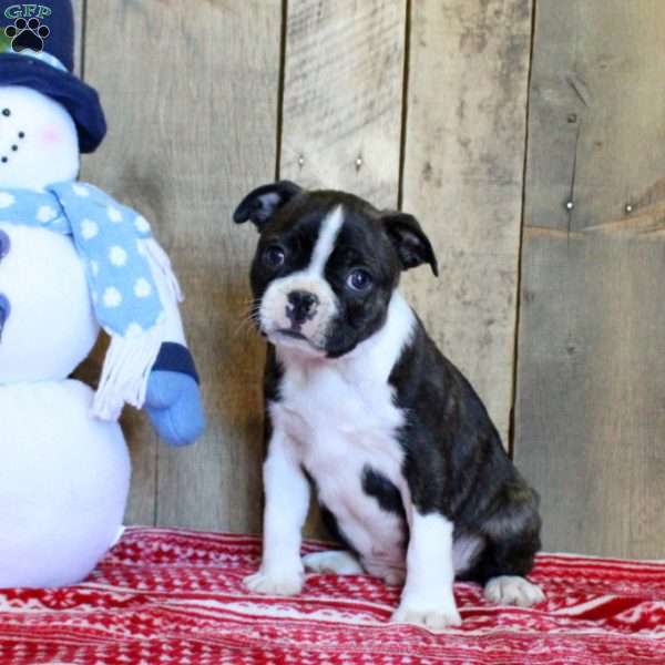 Thomas, Boston Terrier Puppy