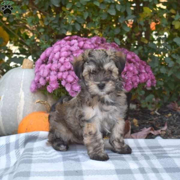 Thumper, Maltese Mix Puppy