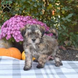 Thumper, Maltese Mix Puppy