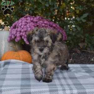 Thumper, Maltese Mix Puppy