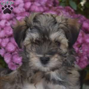 Thumper, Maltese Mix Puppy