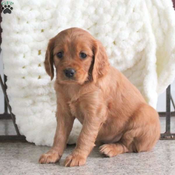 Tilly, Miniature Golden Retriever Puppy