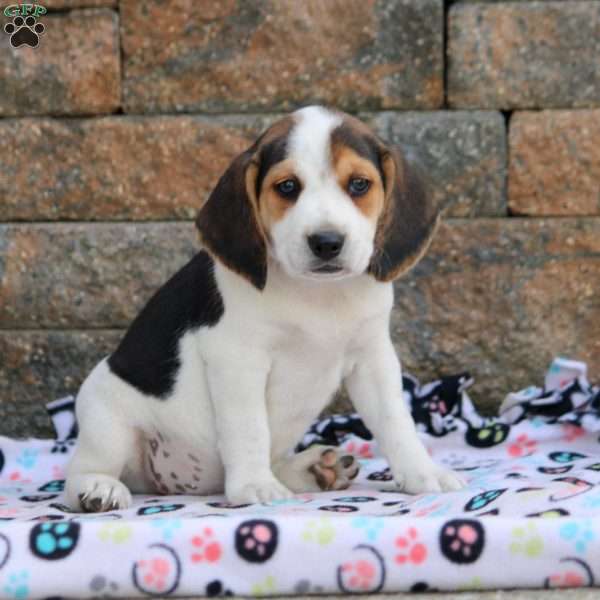 Timber, Beagle Puppy