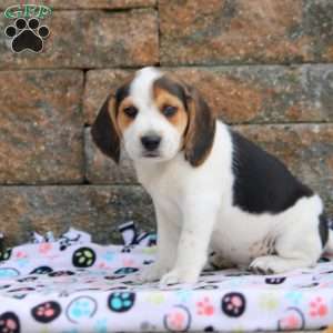 Timber, Beagle Puppy