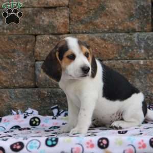 Timber, Beagle Puppy