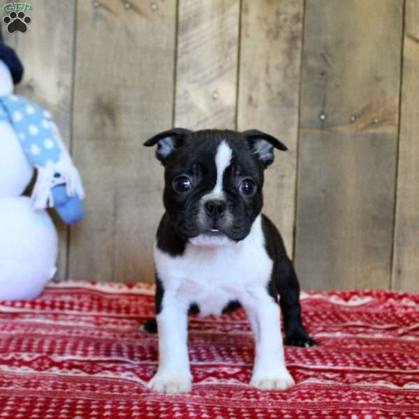 Timmy, Boston Terrier Puppy