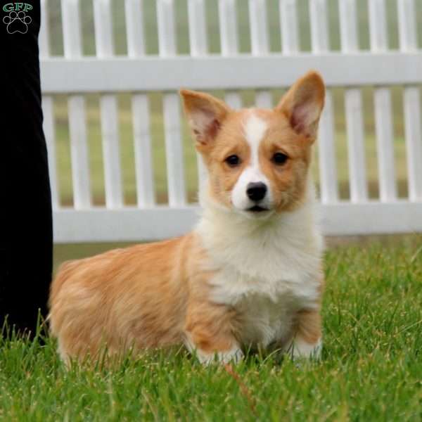 Timmy, Pembroke Welsh Corgi Puppy