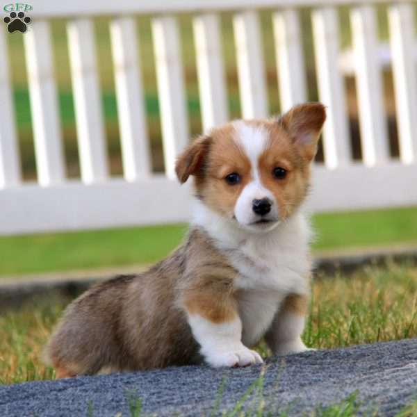 Timmy, Pembroke Welsh Corgi Puppy