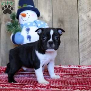 Timmy, Boston Terrier Puppy