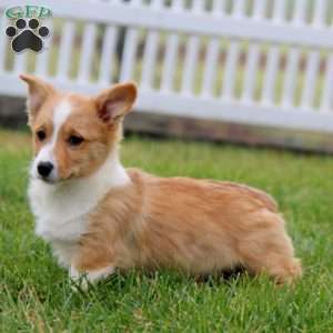 Timmy, Pembroke Welsh Corgi Puppy