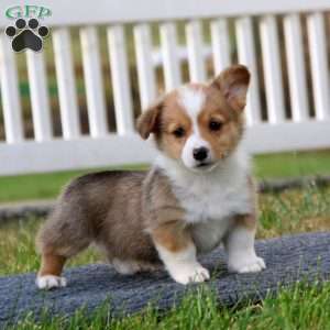 Timmy, Pembroke Welsh Corgi Puppy