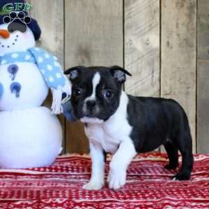 Timmy, Boston Terrier Puppy