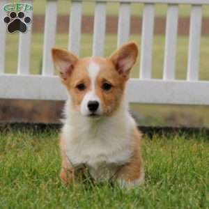 Timmy, Pembroke Welsh Corgi Puppy