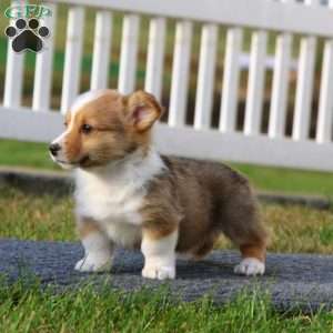 Timmy, Pembroke Welsh Corgi Puppy