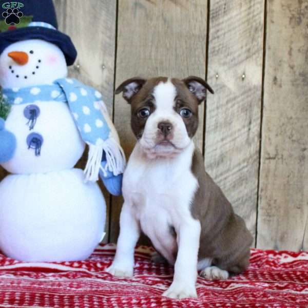 Tina, Boston Terrier Puppy