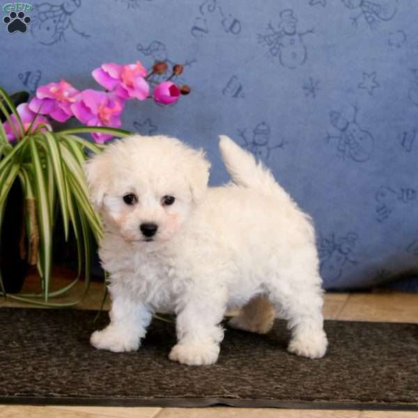 Tina, Bichon Frise Puppy