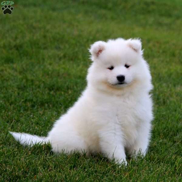 Tina, Samoyed Puppy