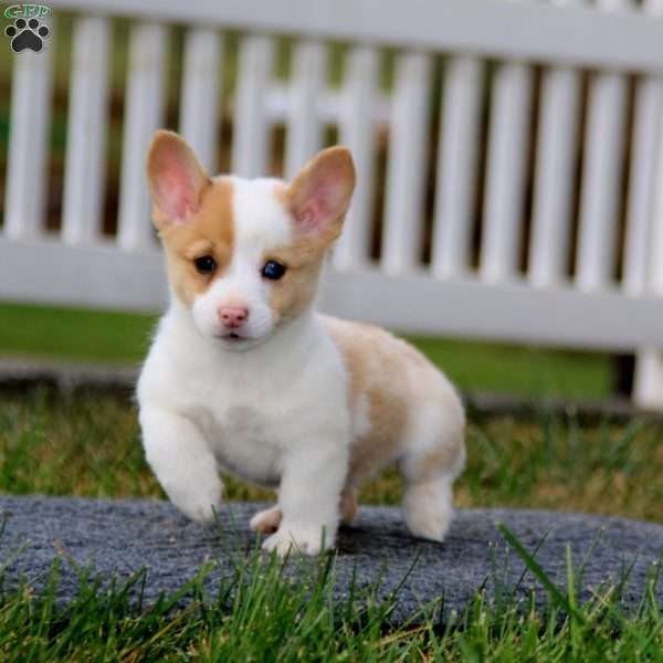 Tina, Pembroke Welsh Corgi Puppy