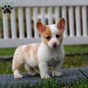 Tina, Pembroke Welsh Corgi Puppy