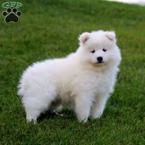 Tina, Samoyed Puppy