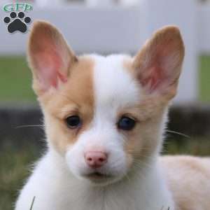 Tina, Pembroke Welsh Corgi Puppy