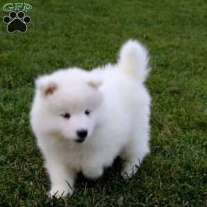 Tina, Samoyed Puppy