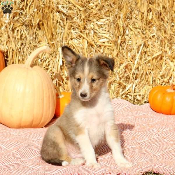 Tinker, Sheltie Puppy