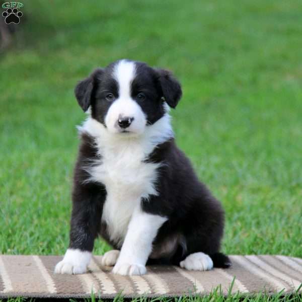 Tinker, Border Collie Puppy