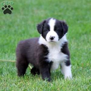 Tinker, Border Collie Puppy