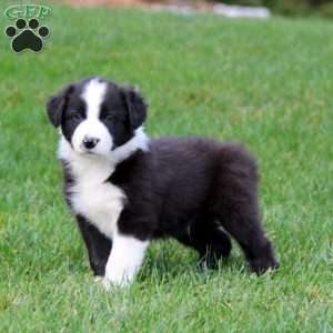 Tinker, Border Collie Puppy