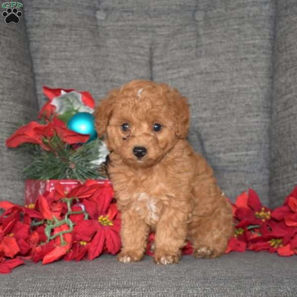 Tinsel, Toy Poodle Puppy