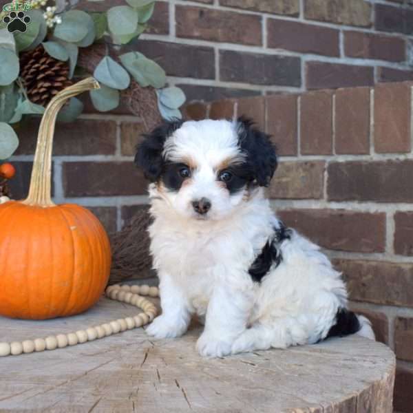 Tinsel, Mini Bernedoodle Puppy