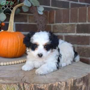 Tinsel, Mini Bernedoodle Puppy