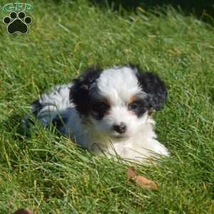 Tinsel, Mini Bernedoodle Puppy